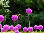 allium