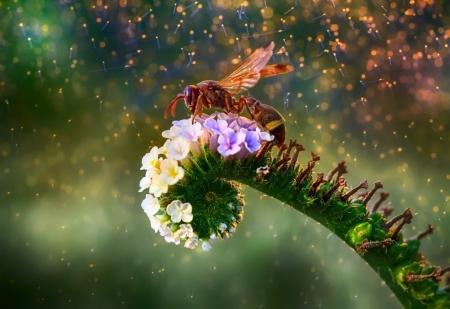 Wasp - insect, animal, flower, Wasp