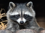 Raccoon