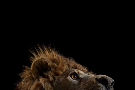 Lion - black, pisica, leu, eye, lion, brad wilson, cat