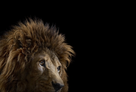 Lion - black, animal, pisica, leu, eyes, lion, brad wilson, cat