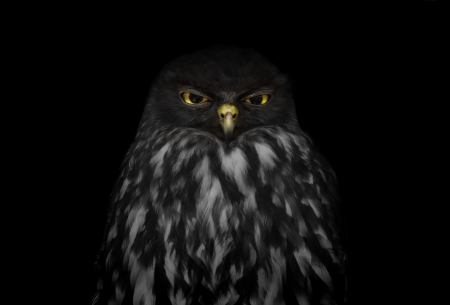 Owl - owl, bird, black, pasare, eyes, bufnite, brad wilson