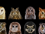 Owls