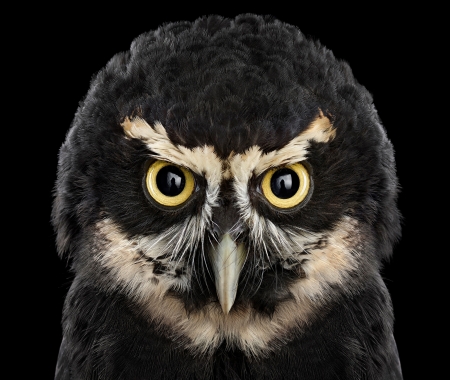 Owl - brad wilson, yellow, bufnita, eyes, black, pasare, bird