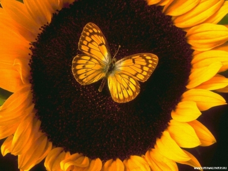 Monarch Butterfly on Sunflower - flowers, animal, sunflower, wings, butterfly, insect, orange