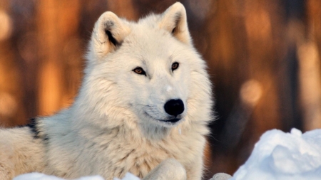 Lovely White Wolf in Snow - white, animal, wolf, snow, wildlife