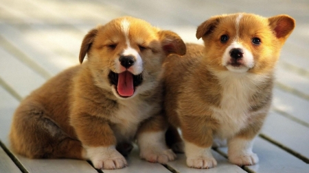 Corgi Puppies - corgi, animal, pembroke, puppy, dog