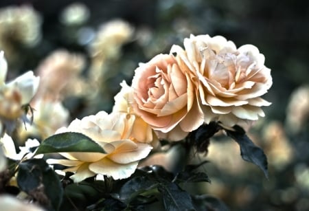 Roses - flowers, roses, nature, macro