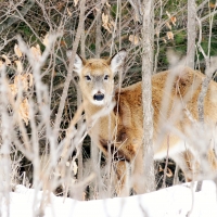 Winter Deer