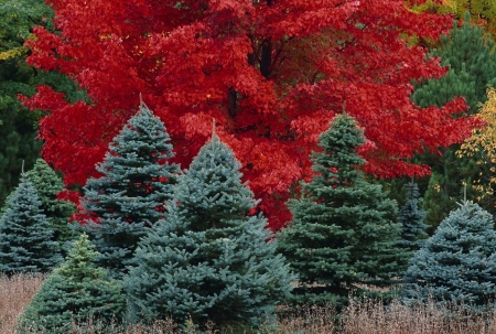 forest scenery - beauty, nature, forces, forests, red, photography, scenery