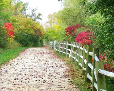 flower path - flowers, path, forests, nature, photography, beauty