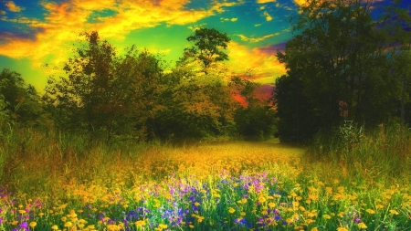 wildflowers - fields, beauty, nature, trees, photography, flowers, wildflofers