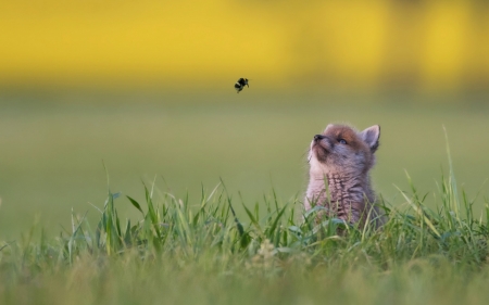 Fox - bee, animal, fox, grass