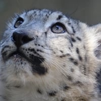 Snow-leopard