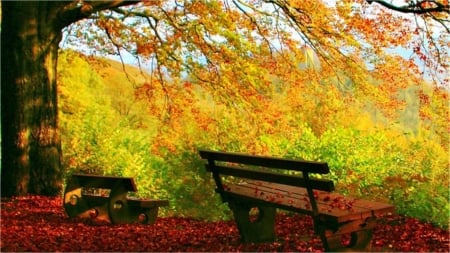 sit here - nature, tree, seat, autumn