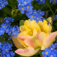 Blue Yellow Flowers