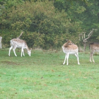 Deer Park