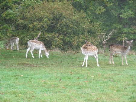 Deer Park - knole, animals, parkland, deer, sevenoaks