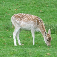 Little Fallow Deer Grazing