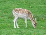 Little Fallow Deer Grazing