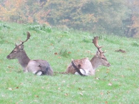 Resting Stags - stags, sevenoaks, knole park, deer, kent, parkland