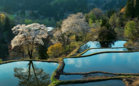 Turquoise - lake, water, nature, tree