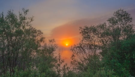 Sunset - sunset, tree, sun, amazing