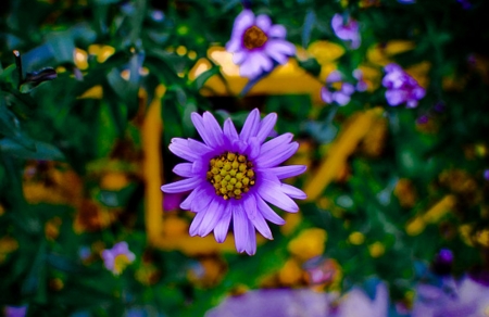 Purple Love - nature, purple, garden, flower