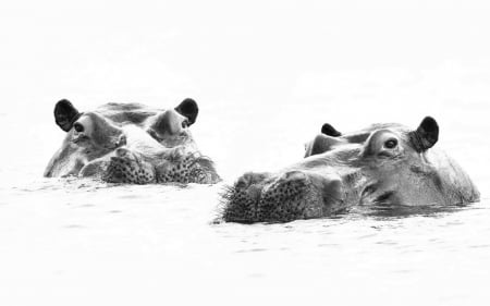 Hippo - ear, animal, water, Hippo