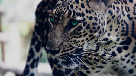 Leopard - leopard, animal, pisica, green eyes, cat