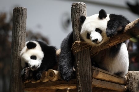 Panda bears - bear, animal, panda, cute, couple