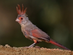 Cardinal parrot