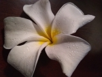 Single Plumeria