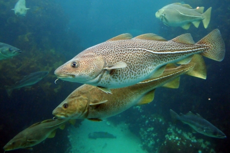 atlantic cod - cod, atlantic, animal, fish