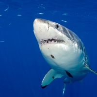 great white shark