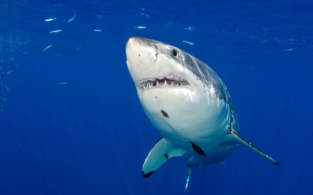 great white shark - animal, great, white, shark