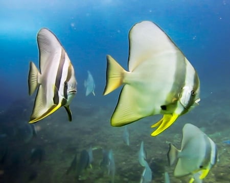 longfin batfish - longfin, animal, ocean, batfish