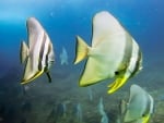 longfin batfish