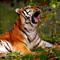 yawning tiger
