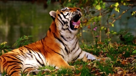 yawning tiger - animal, tiger, feline, cat