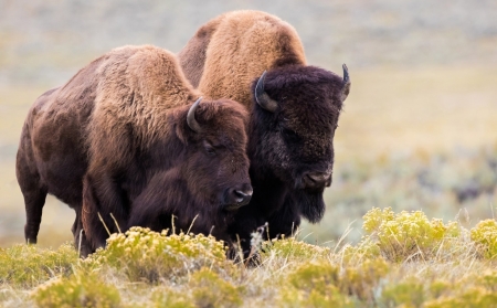 Bison - animal, nature, bison, grass