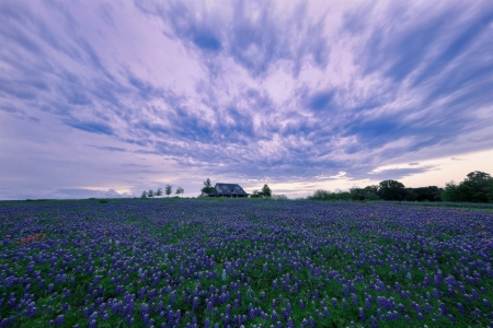 House in Hyacinth Field - Field, Nature, in, Hyacinth, House