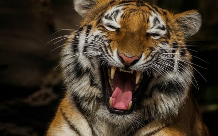 Tiger - yawn, animal, Tiger, paw