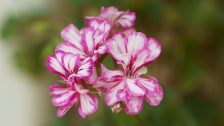 Geranium - magenta, cherry pink, 4k, pelargonium, white, zeraniumu, pink, 3840x2160, flowers, geranium, flower