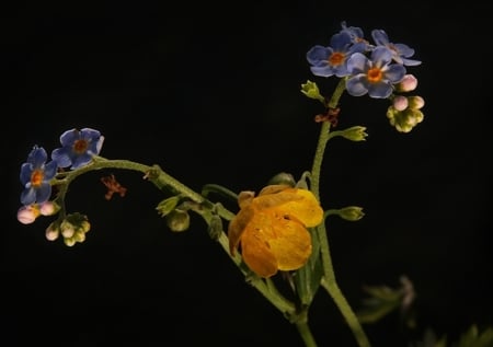 Beautiful flowers - nature, colors, flower, beautiful