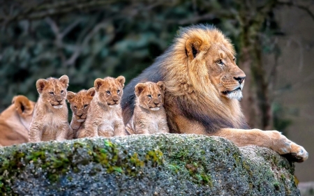 Lions - big, animal, pisica, cub, leu, lion, cat, father