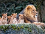 Lions