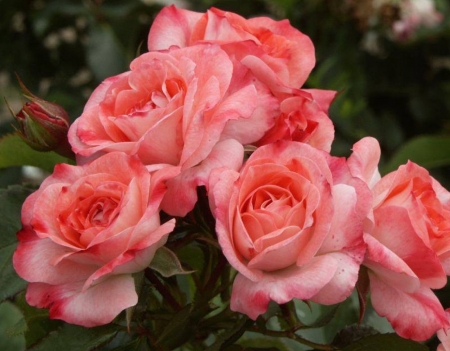 Pink Beauties - flowers, roses, beauties, nature, macro, pink