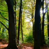 Autumn Woods Lit by Sunlight