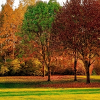 Autumn Landscape Lit by Sunlight